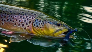 Why Brown Trout are the Coolest Fish I’ve Ever Caught