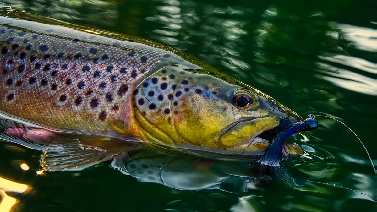 brown trout are the coolest fish