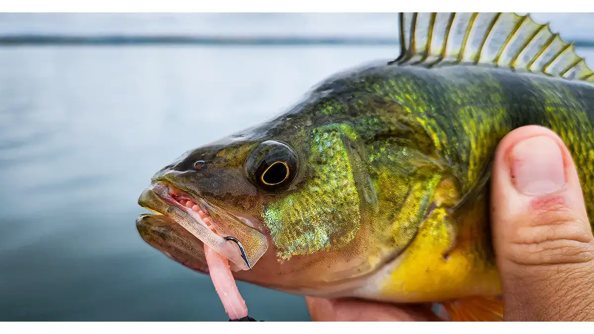 closeup perch w_ bait in mouth