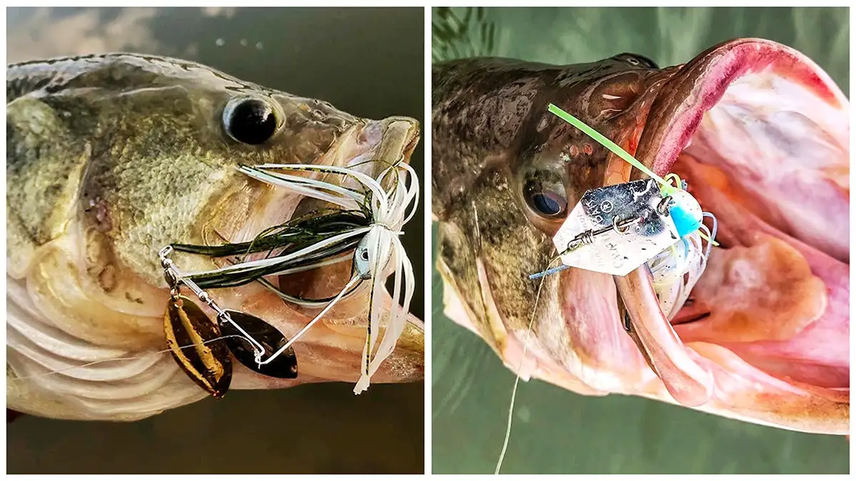 two photos of bass with lures in their mouths