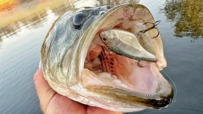 bass with lipless crankbait