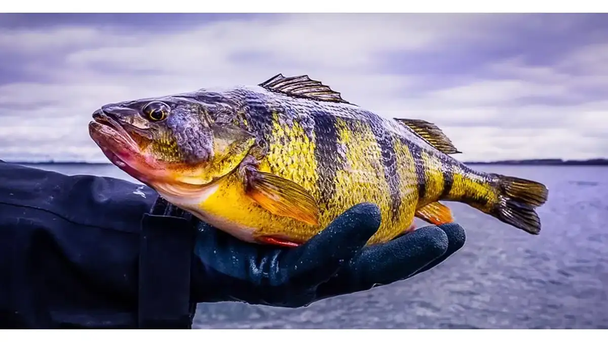 perch held in someone's hand