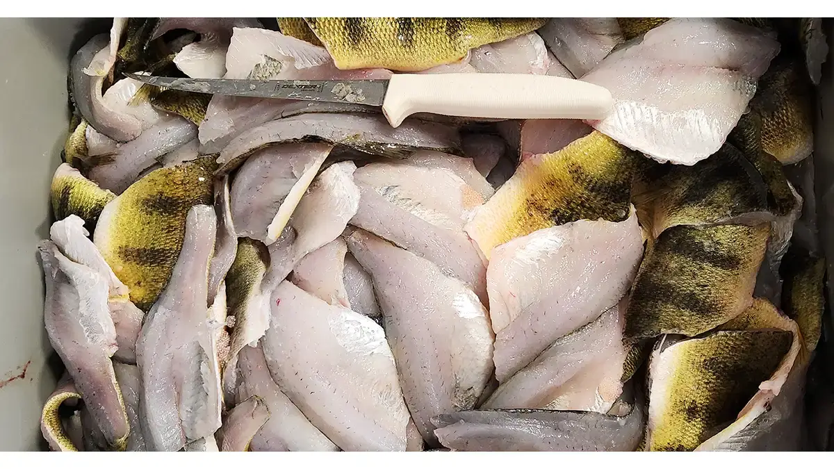 perch fillets (1)