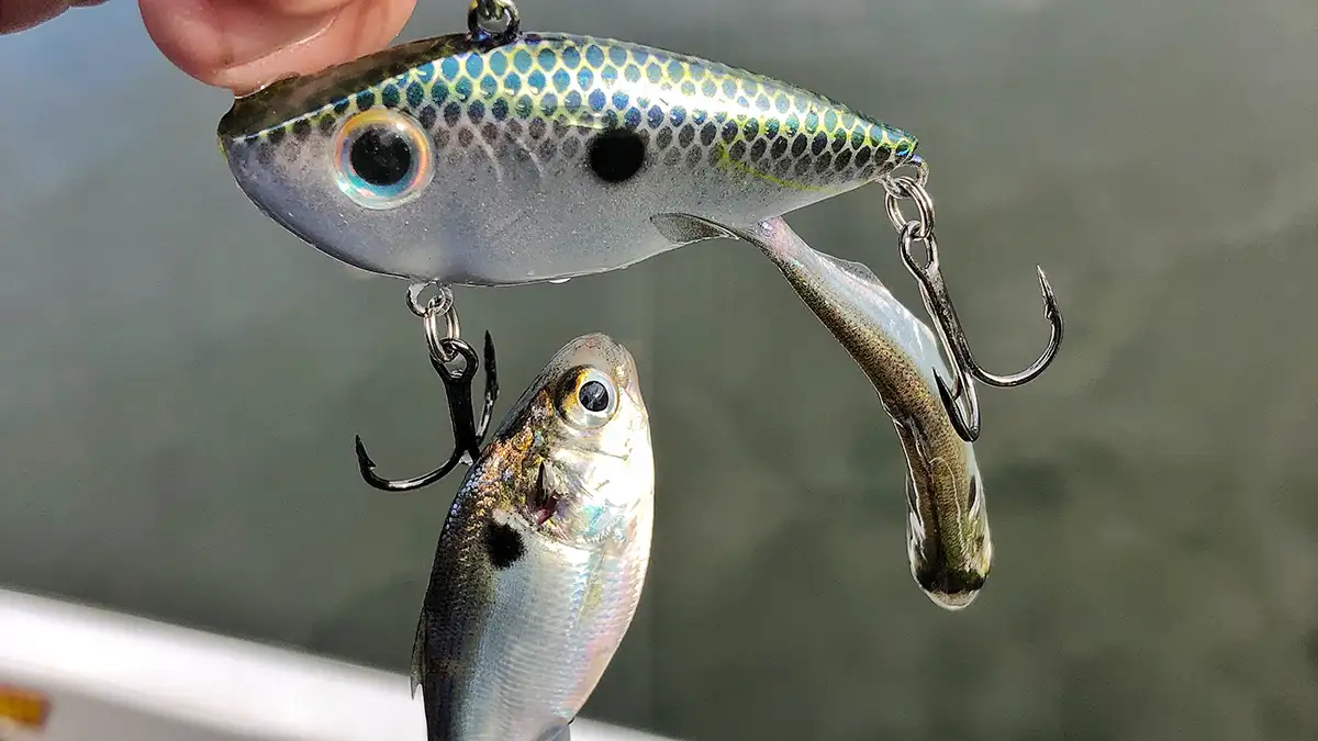 quarter ounce lipless red eye shad