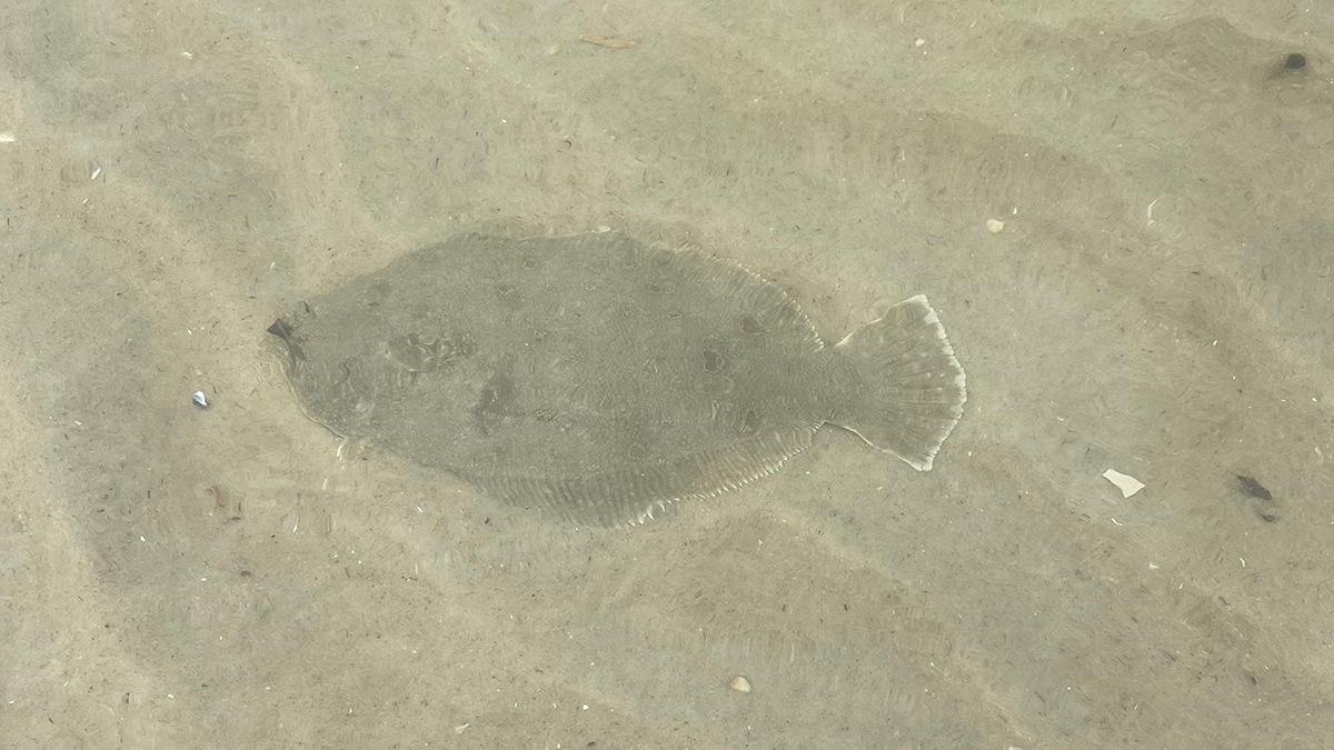 summer flounder under water