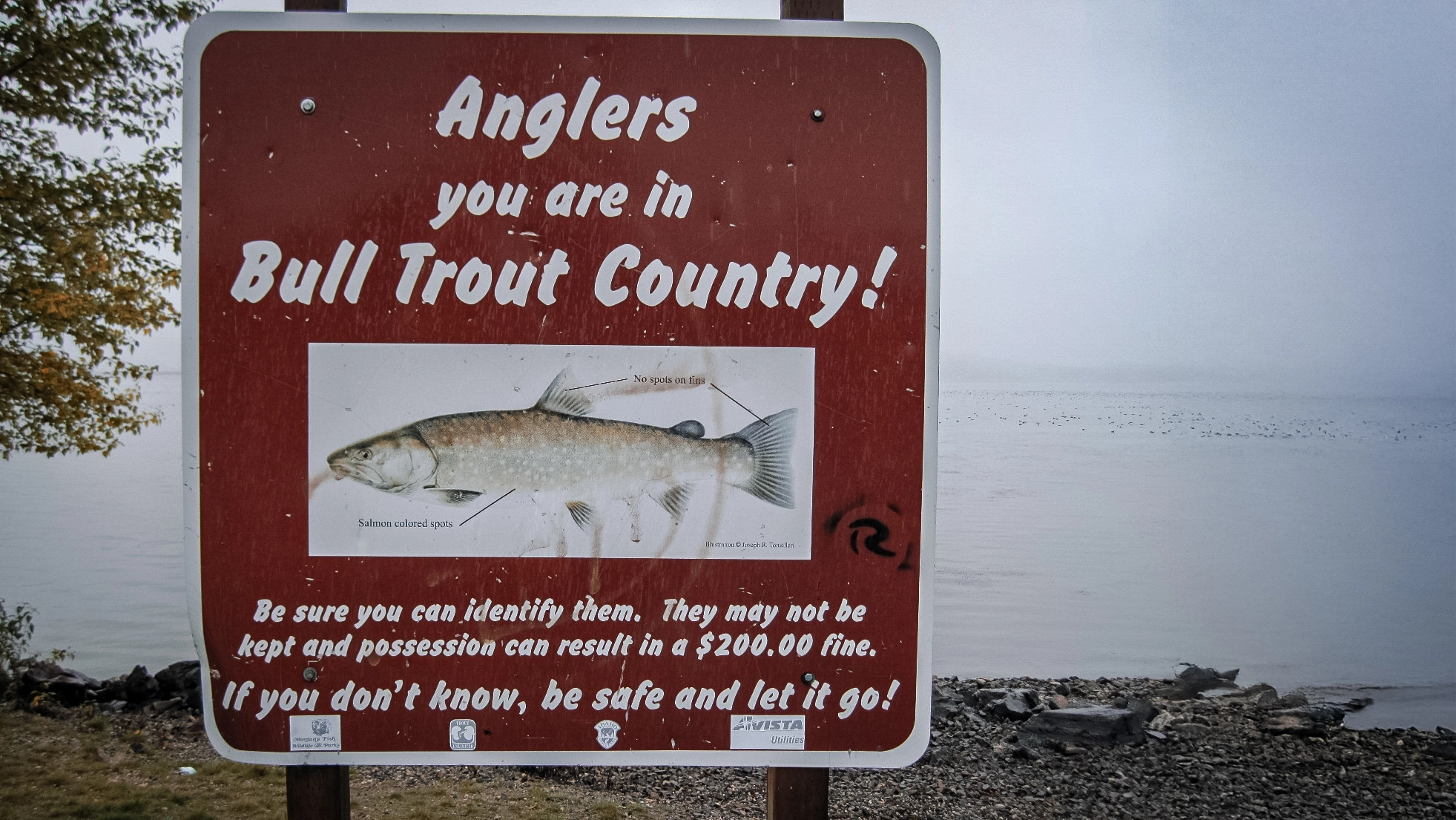 montana bull trout