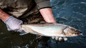 Montana Tightens Bull Trout Regulations as Numbers Dwindle