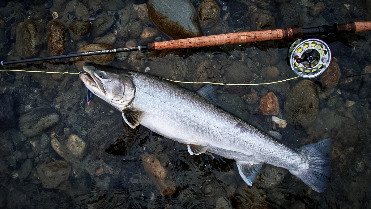 montana bull trout