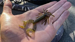 Tackle Review: Yamamoto 2.5-inch Double Tail Hula Grub