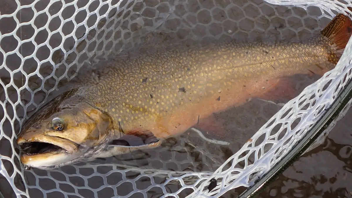 Large Brook Trout