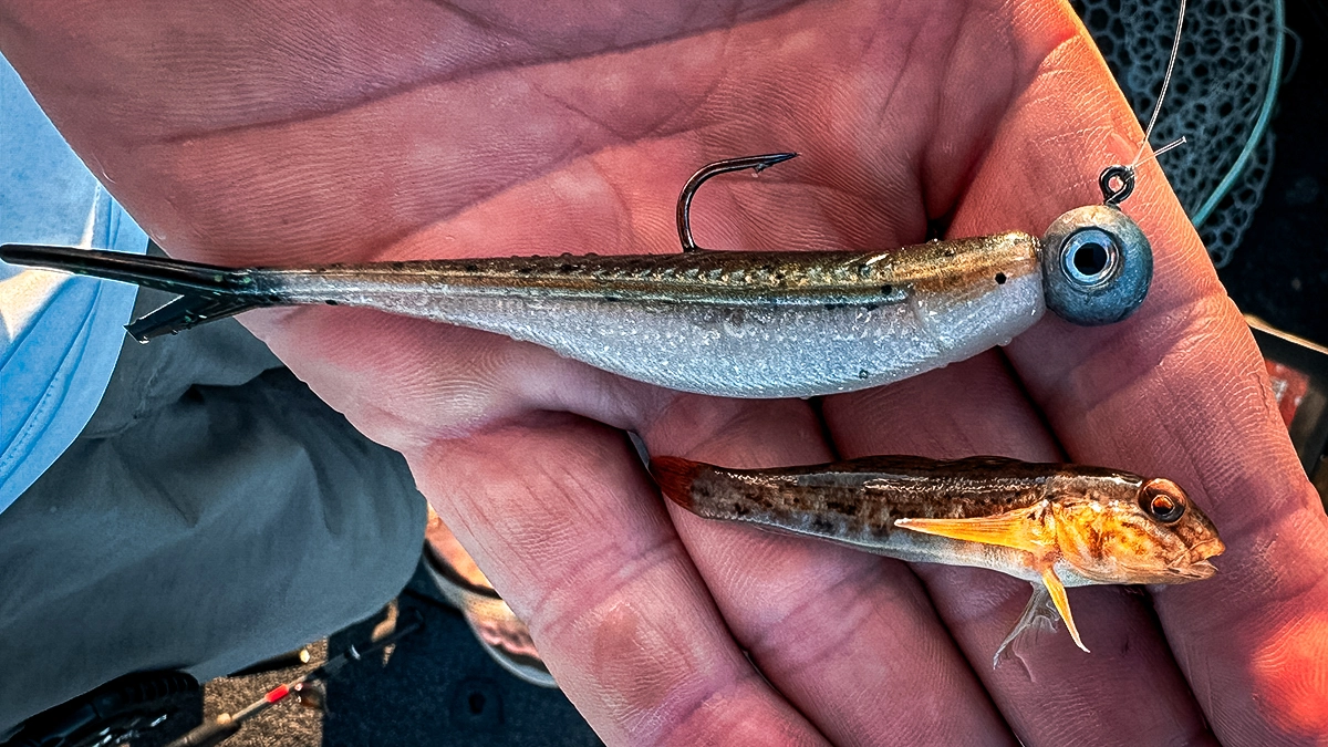 snap jigging suspended walleye