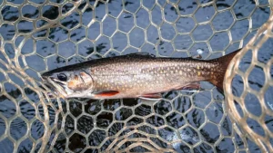 Live Bait Trout Tactics for Streams: Crash Course