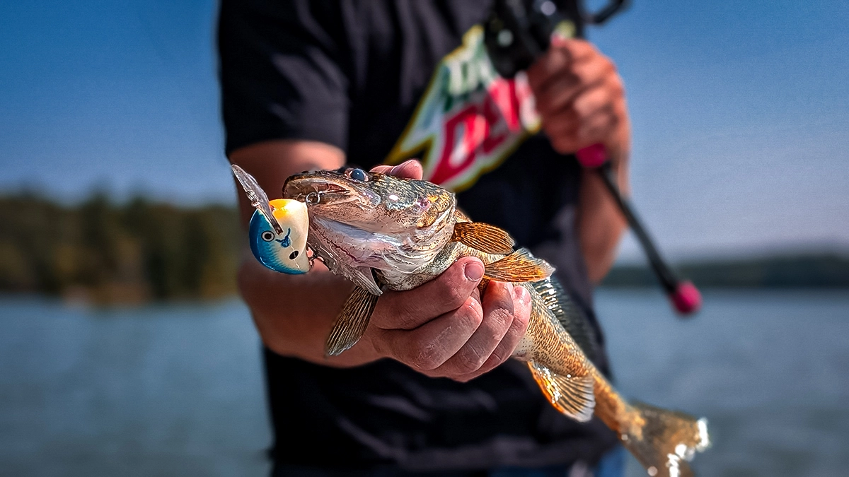 walleye pike on the hook