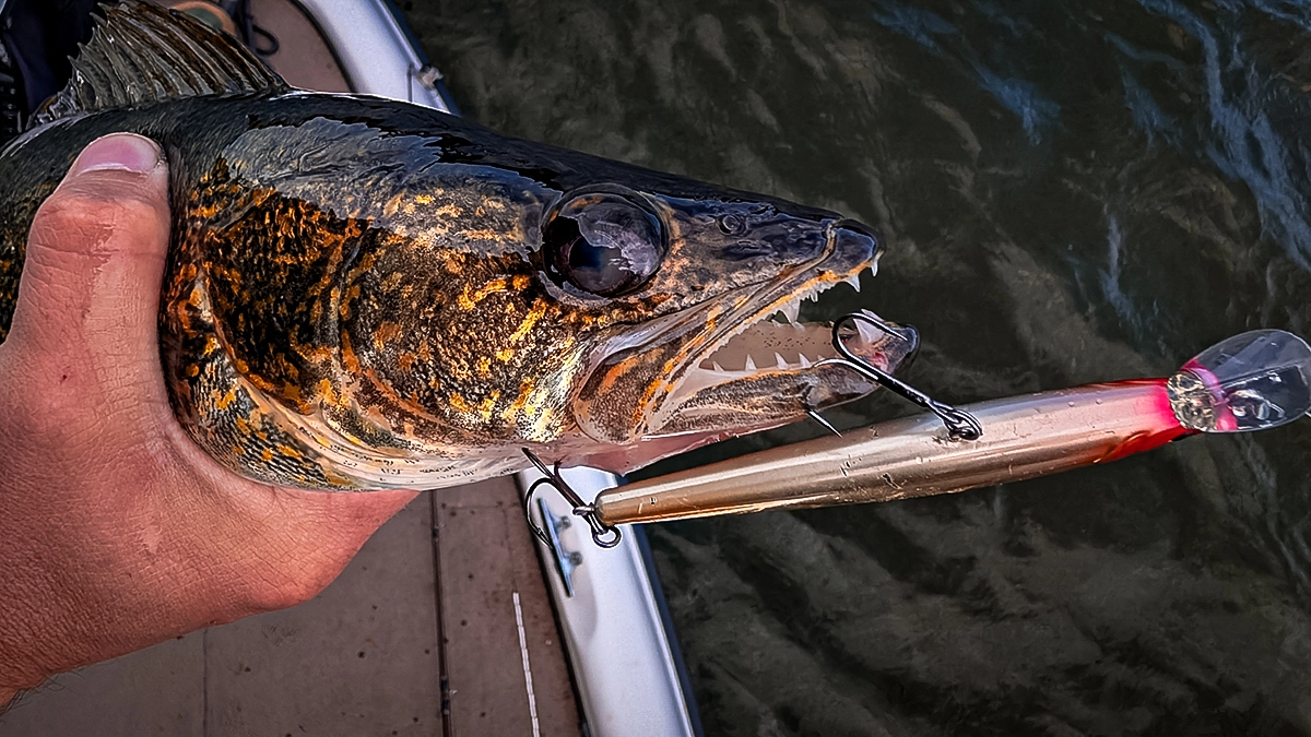 walleye on the hook