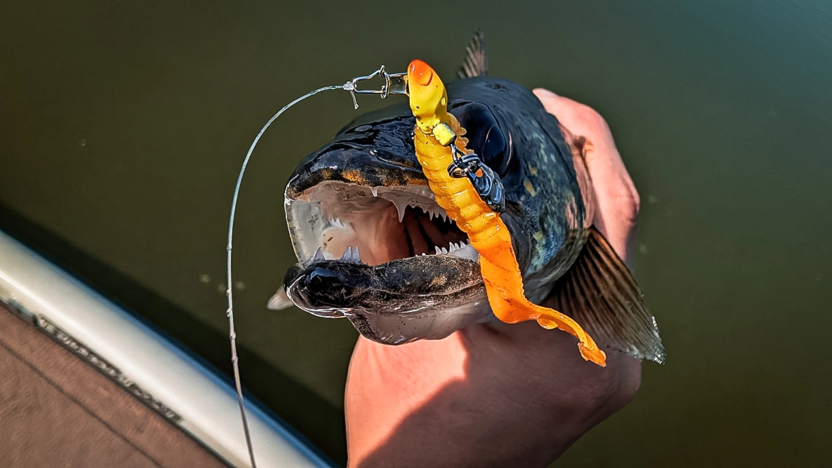 walleye pike on the hook