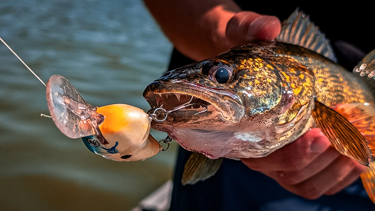 walleye pike on the hook