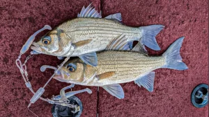 White Bass Fishing 101: Tips, Tactics, and Tackle