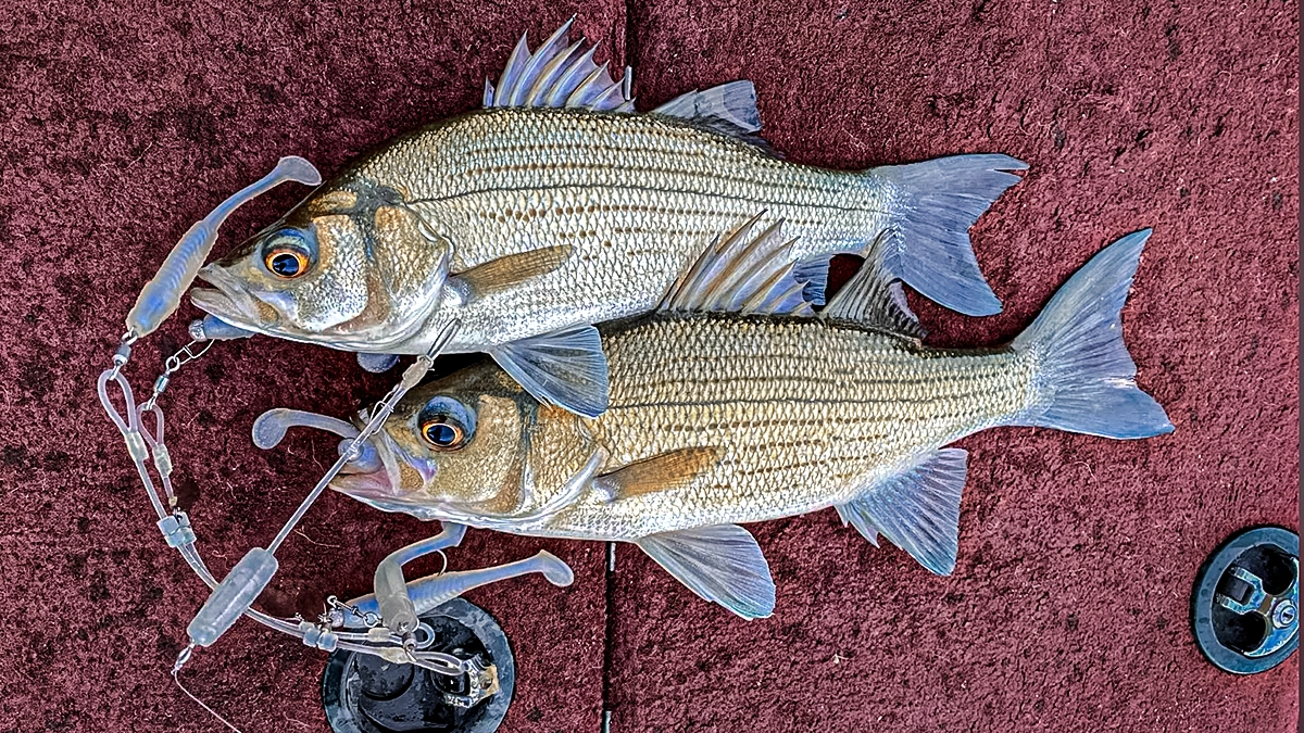 White Bass Fishing 101: Tips, Tactics, and Tackle - Wired2Fish