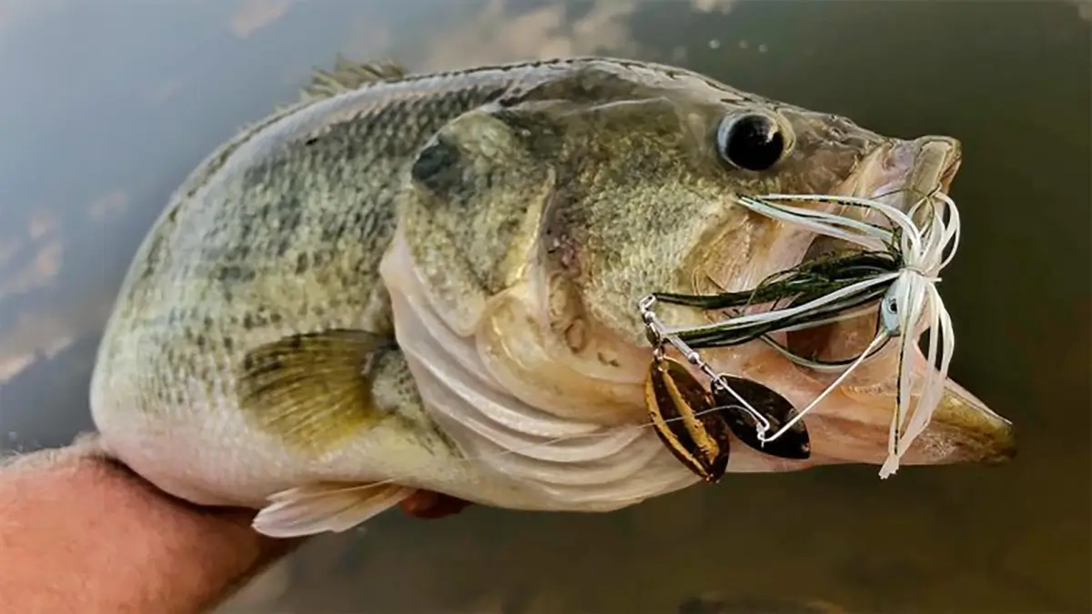 bass caught on spinnerbait