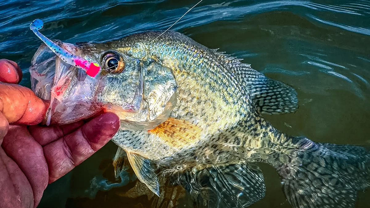 schools of black crappie