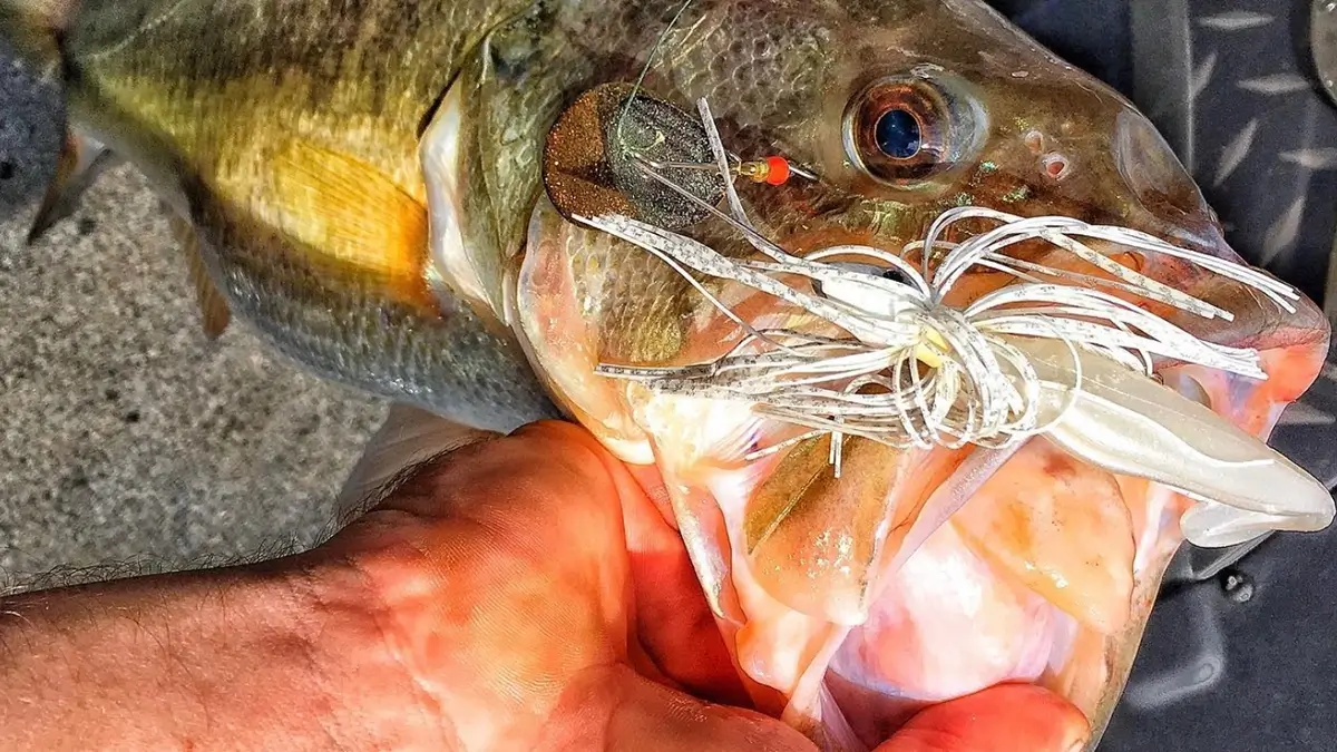 close up of bass caught on spinnnerbait