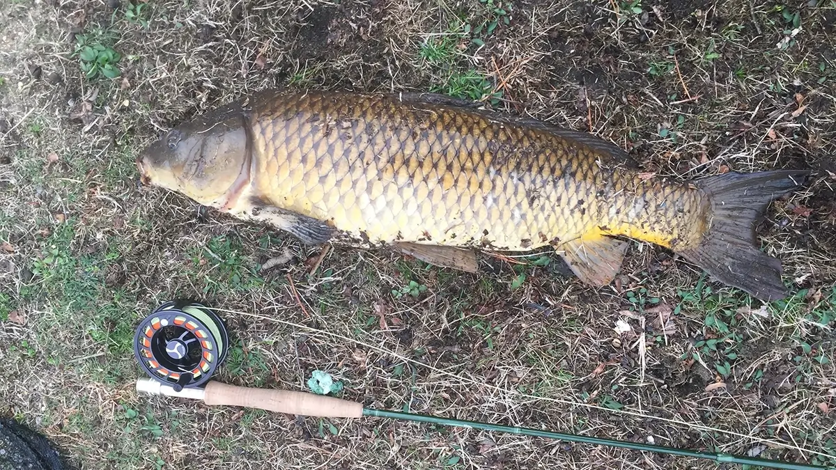 common carp