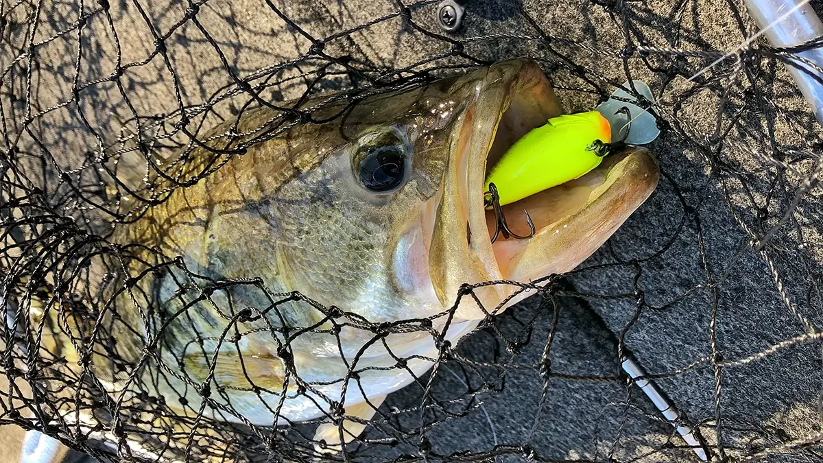 crankbait