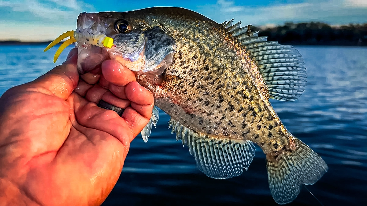 icast fishing gear crappie magnet hammer