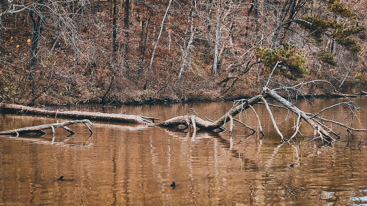 branch in water