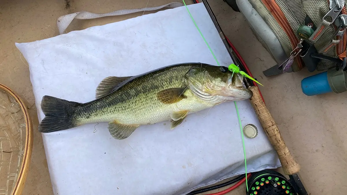 largemouth bass