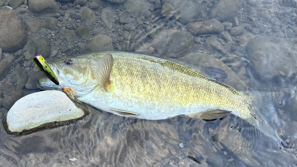 smallmouth bass