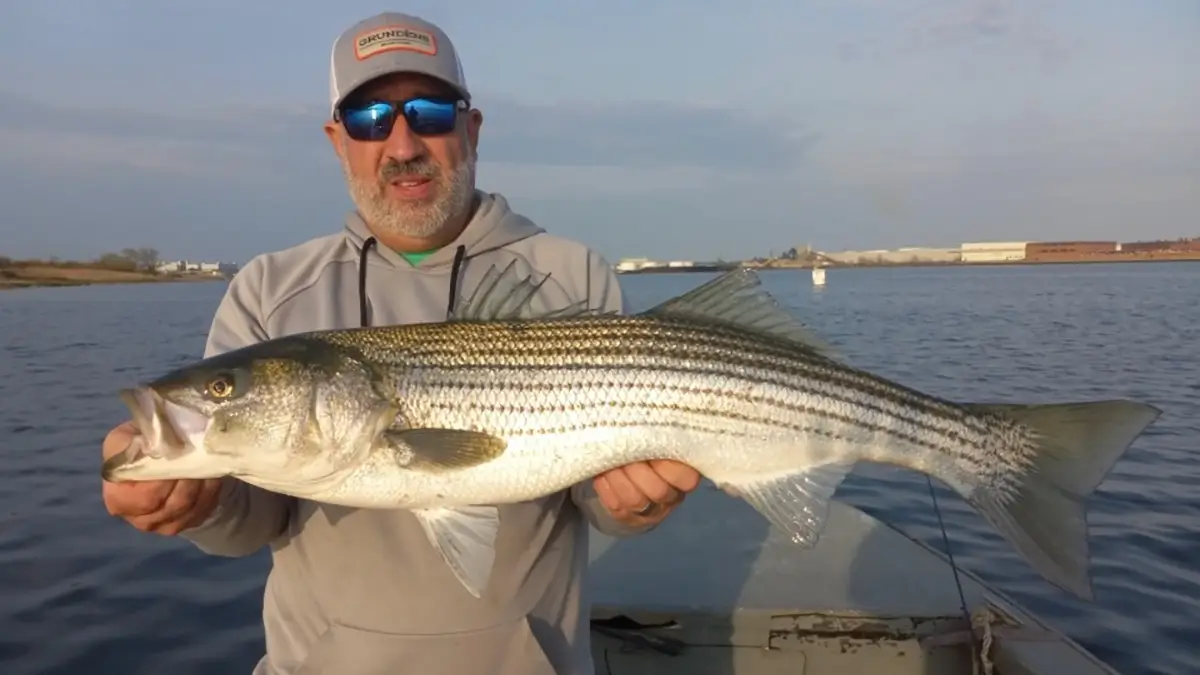 striped bass