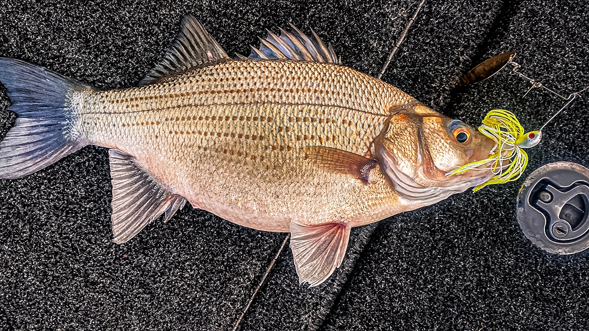 white bass