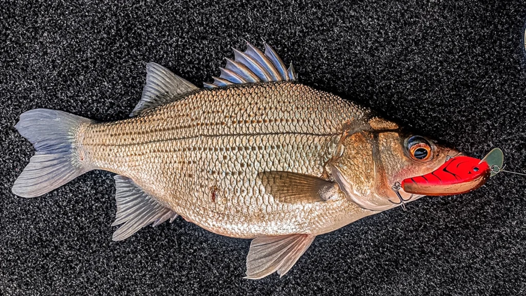 white bass