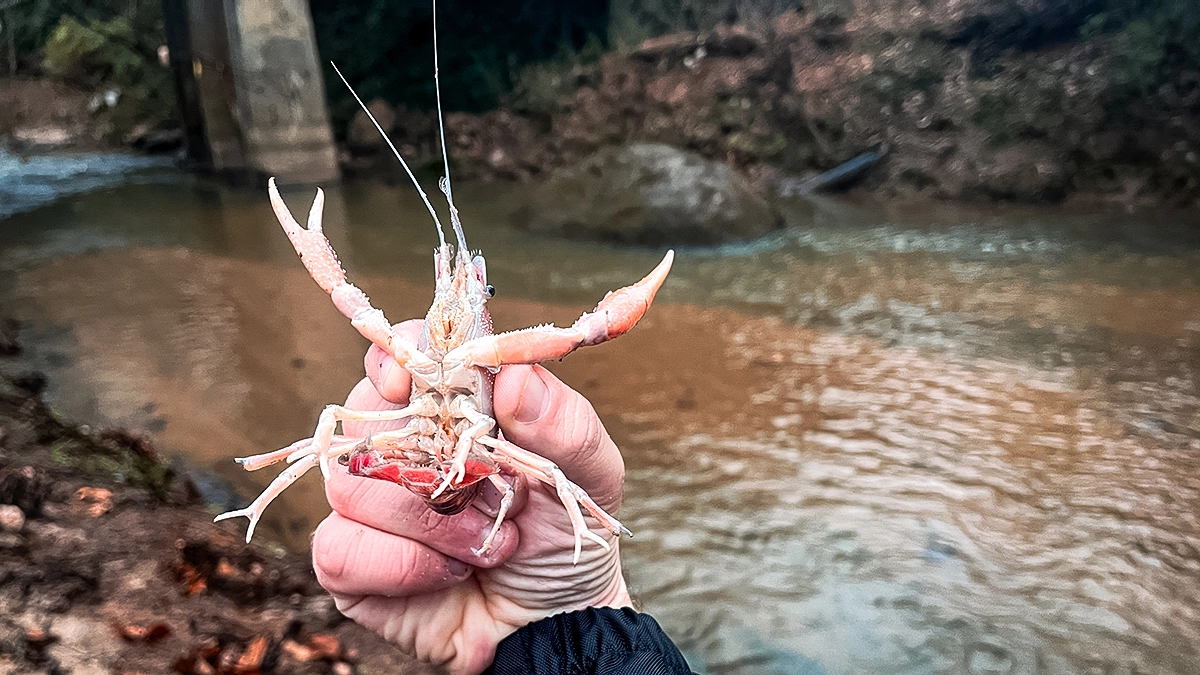 how to handle crayfish