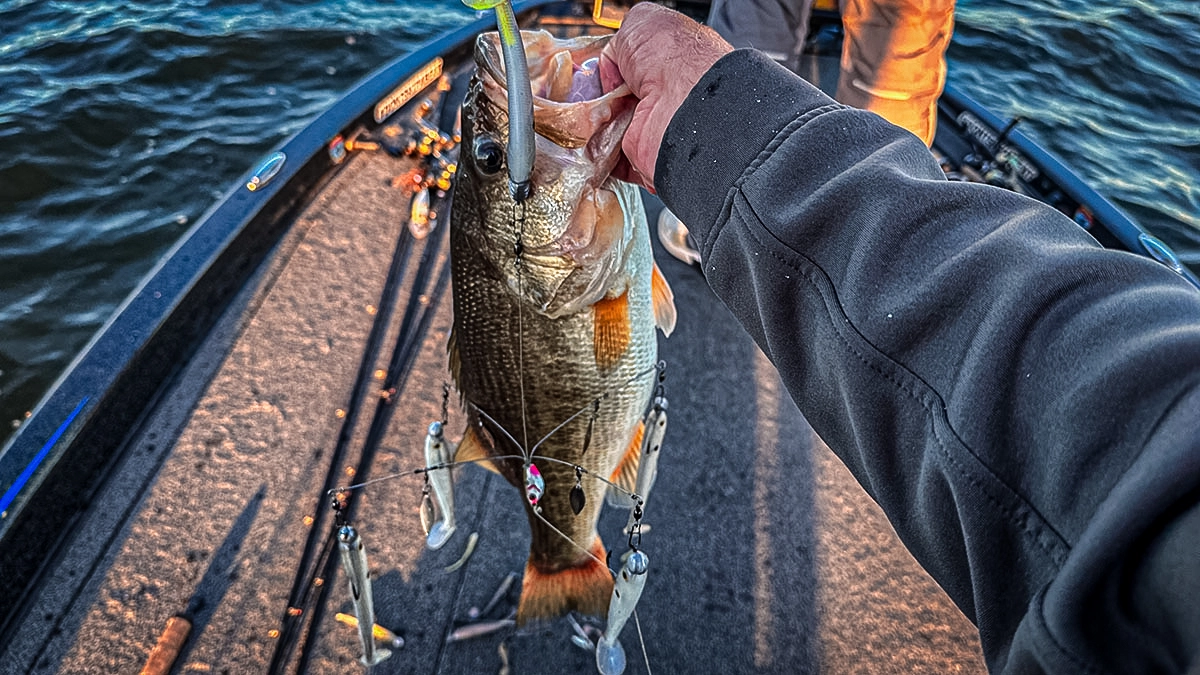 umbrella rigs winter bass