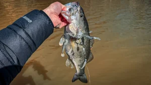 umbrella rigs winter bass