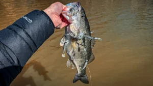 How To Choose the Best Umbrella Rig for Winter Bass