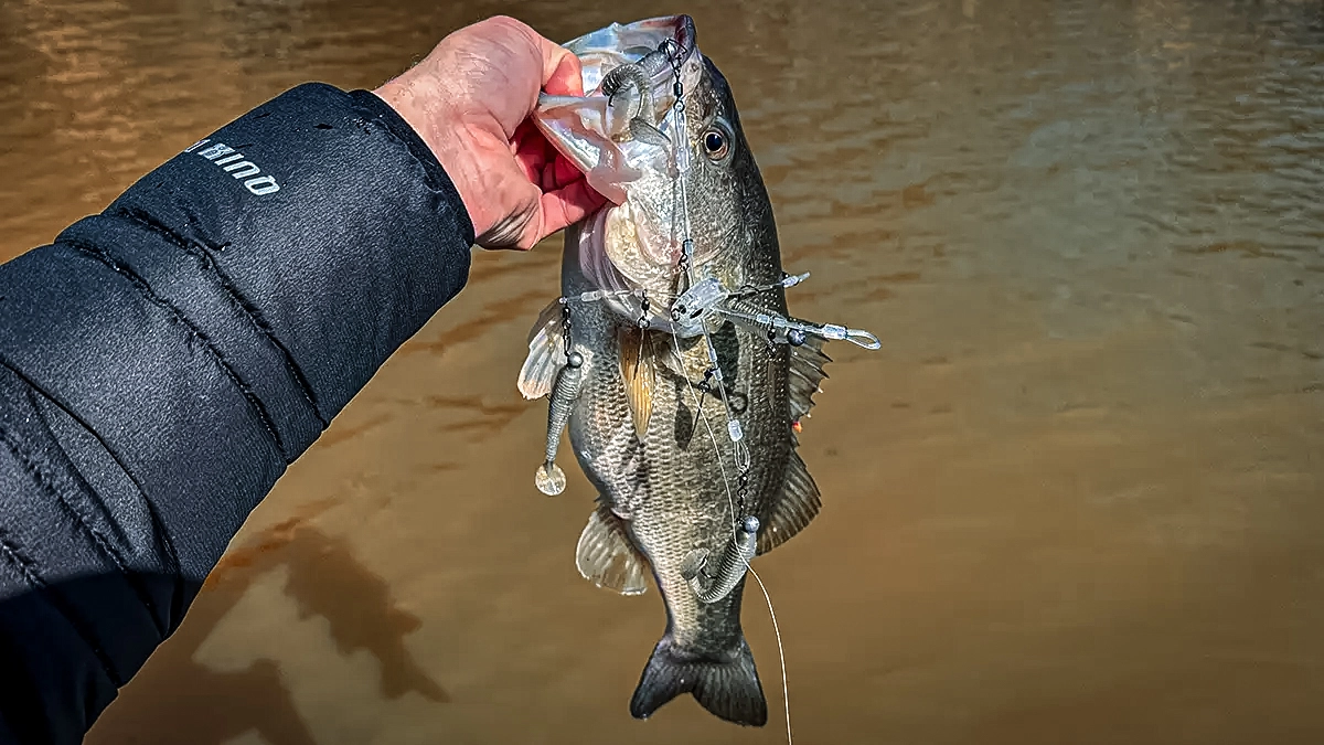 umbrella rigs winter bass