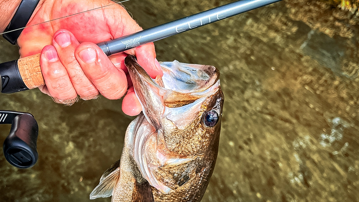 Fenwick Elite Casting Rod Review