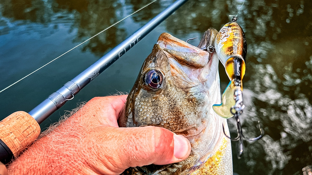 Fenwick Elite Casting Rod Review