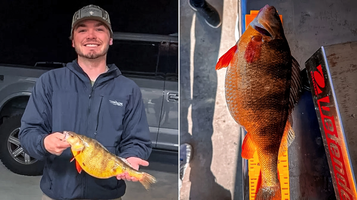 georgia record yellow perch