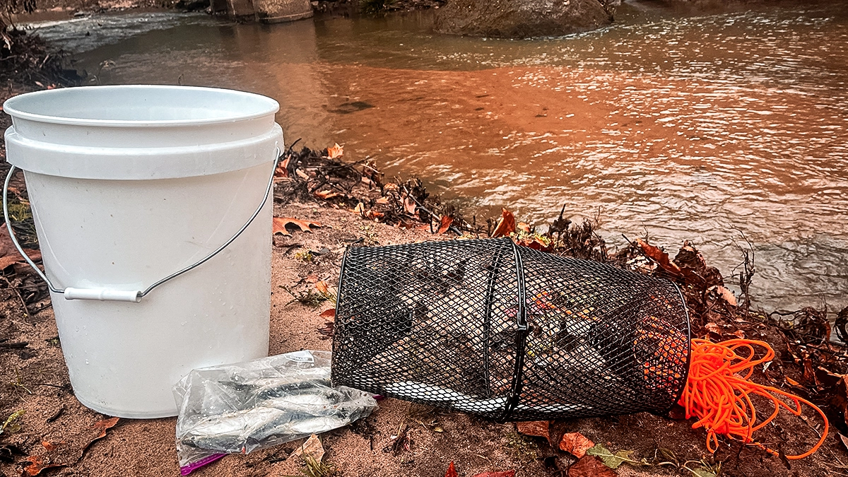 crayfish as live bait equipment