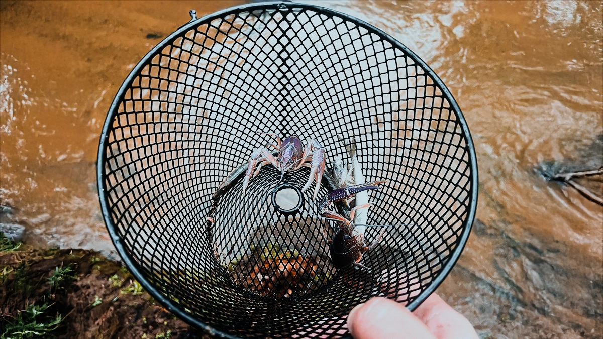 crayfish as live bait