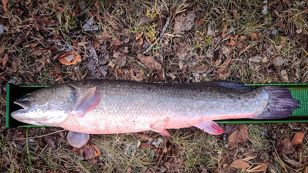 new jersey record bowfin on the ruler