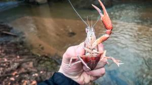 crayfish as live bait how to handle crayfish