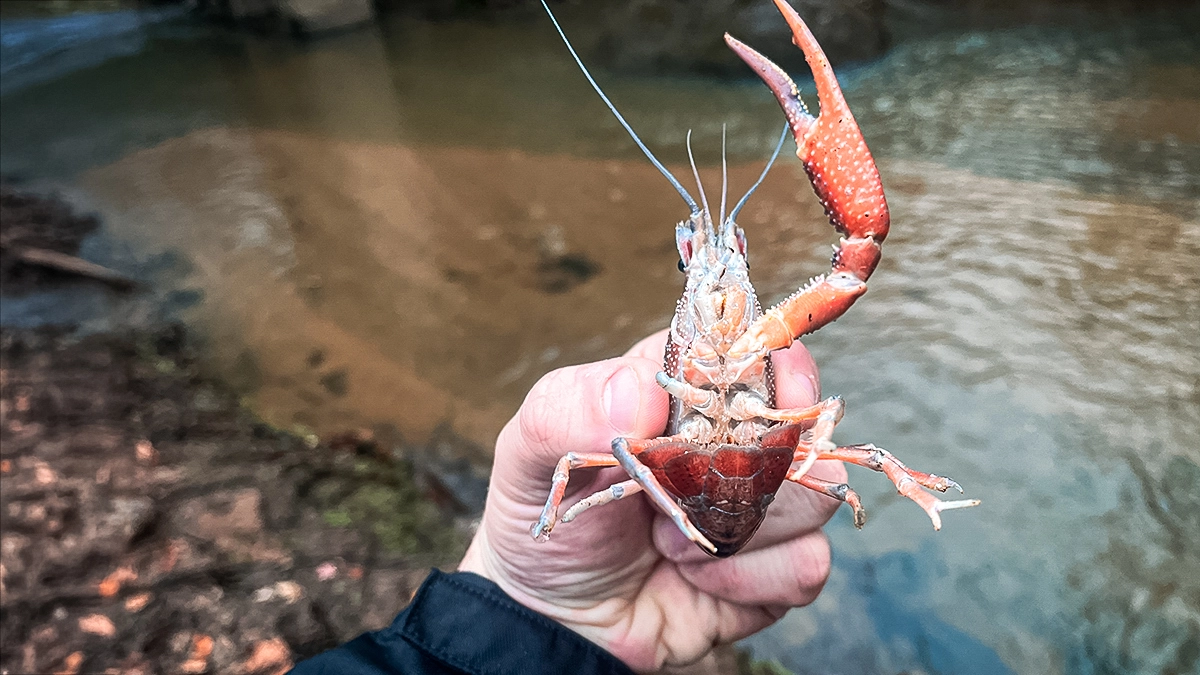 crayfish as live bait how to handle crayfish