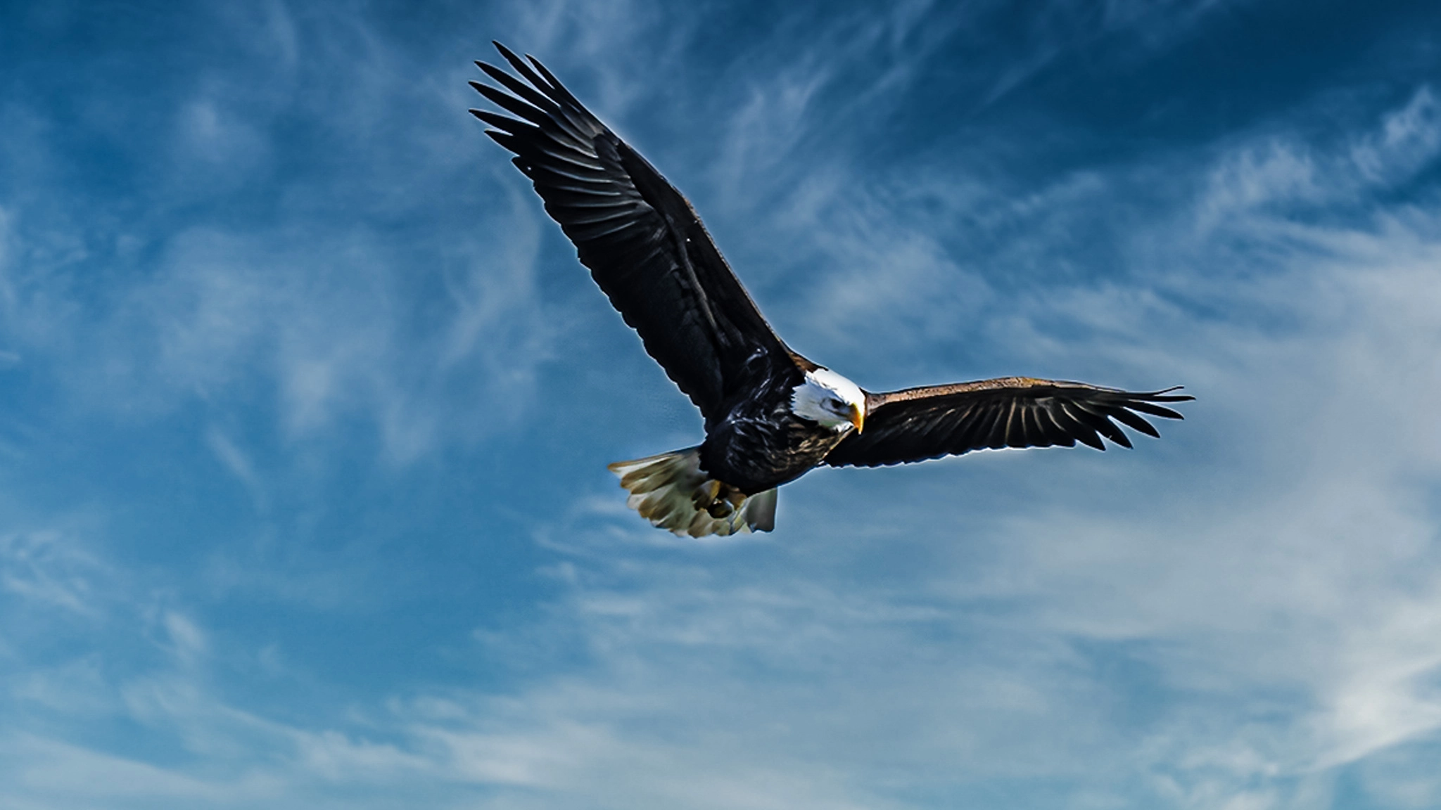 eagle flying