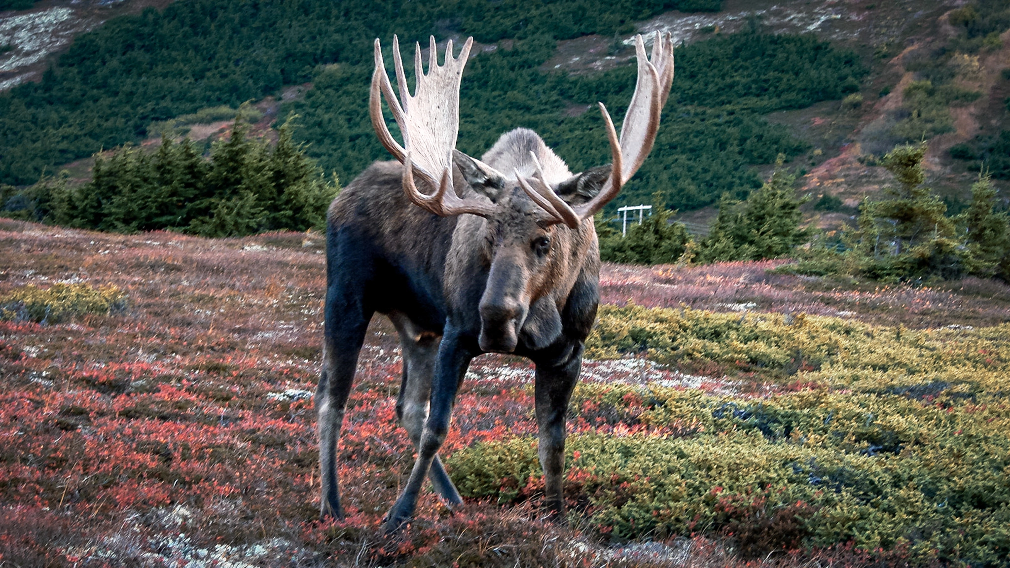 moose