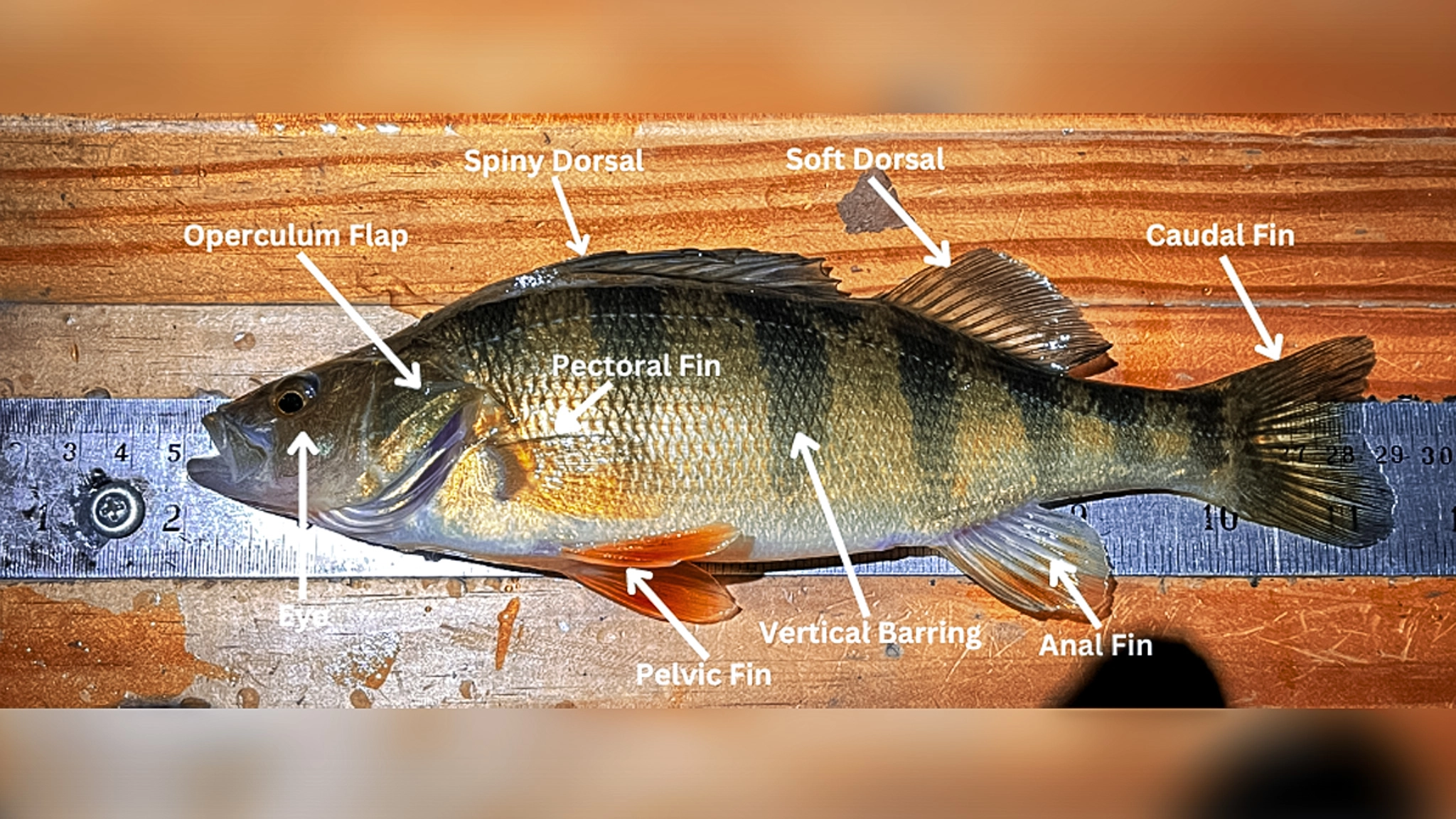 yellow perch